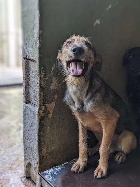 BLUES  cucciolo di 10 mesi | Foto 2