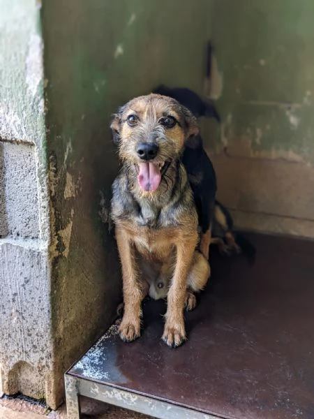 BLUES  cucciolo di 10 mesi