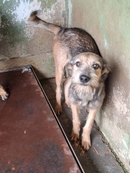 BLUES  cucciolo di 10 mesi | Foto 1