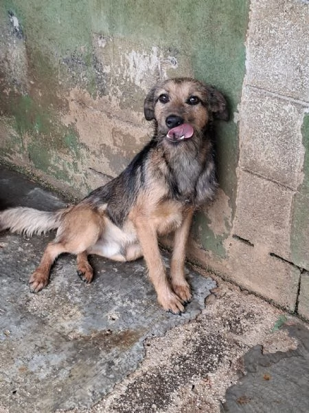 BLUES  cucciolo di 10 mesi | Foto 0