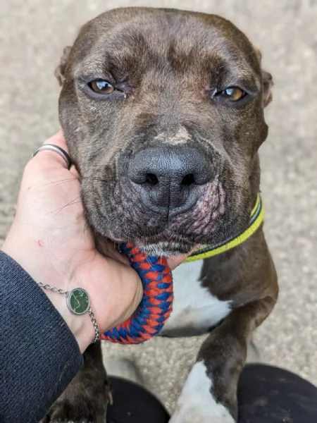 MILA  simil pitbull di 5 anni | Foto 3