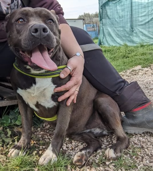 MILA  simil pitbull di 5 anni | Foto 2