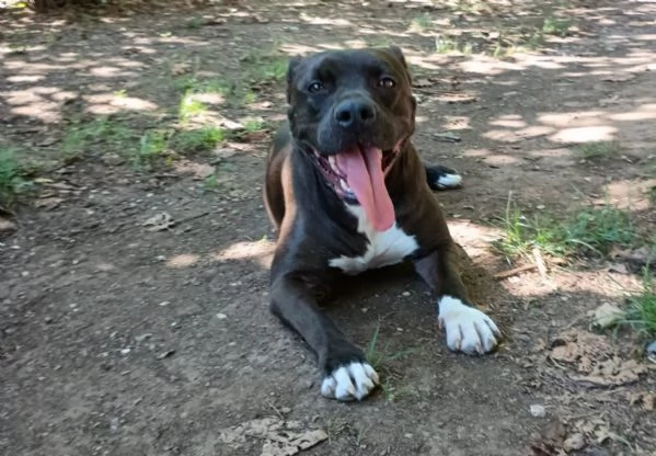 MILA  simil pitbull di 5 anni | Foto 1