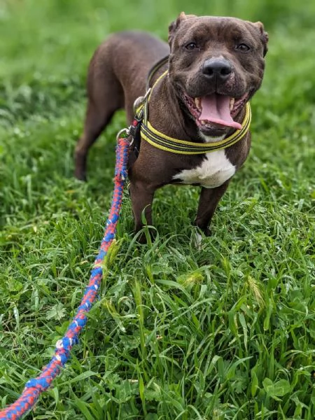 MILA  simil pitbull di 5 anni | Foto 0