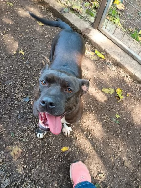 MILA  simil pitbull di 5 anni