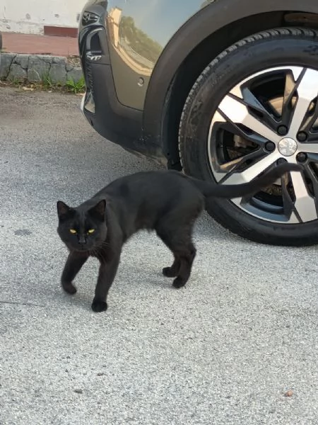 NERONE  gatto di 2 anni | Foto 3
