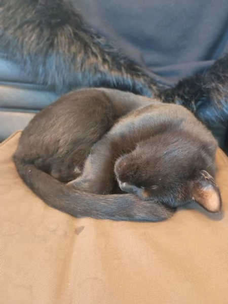 NERONE  gatto di 2 anni | Foto 2