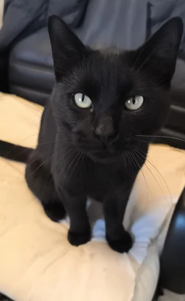 NERONE  gatto di 2 anni | Foto 1