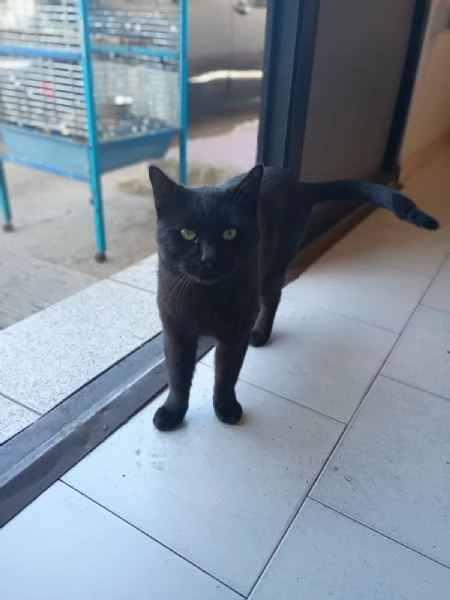NERONE  gatto di 2 anni | Foto 0