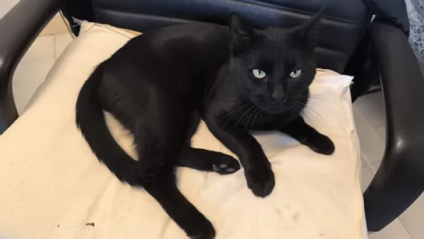 NERONE  gatto di 2 anni