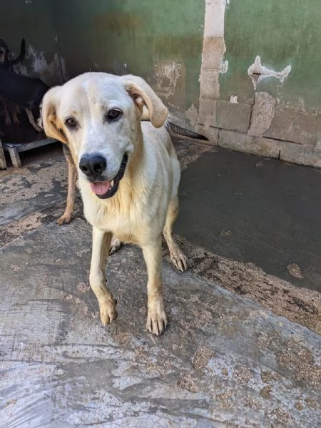 CREMINO  simil labrador di 1 anno | Foto 0