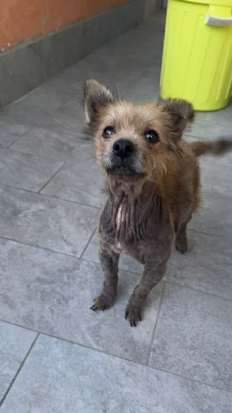 ALLEGRA  cagnolina di 5 anni  taglia mini | Foto 3