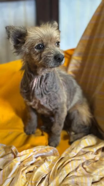 ALLEGRA  cagnolina di 5 anni  taglia mini | Foto 2