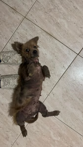 ALLEGRA  cagnolina di 5 anni  taglia mini | Foto 1