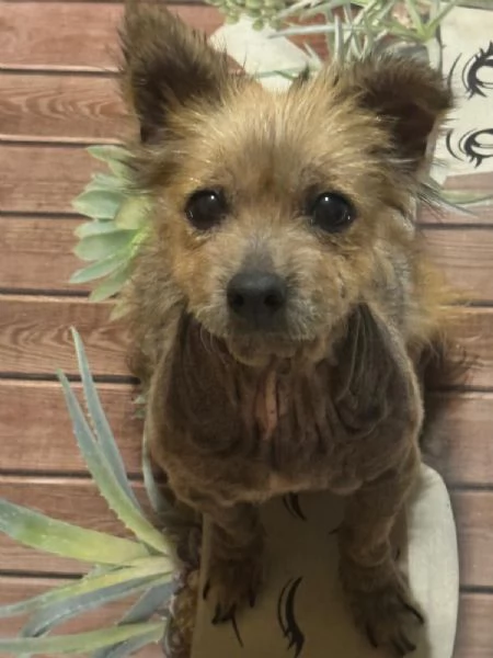 ALLEGRA  cagnolina di 5 anni  taglia mini | Foto 0