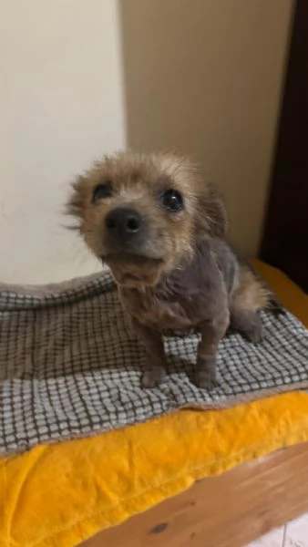 ALLEGRA  cagnolina di 5 anni  taglia mini