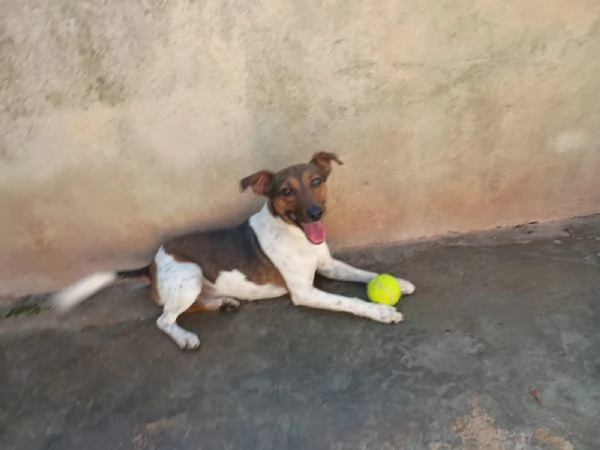 JACK  simil jack russel di 1 anno | Foto 2