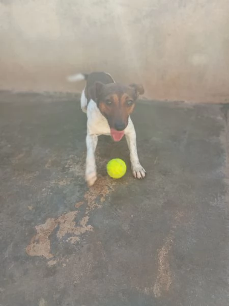 JACK  simil jack russel di 1 anno | Foto 0