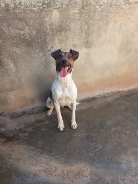 JACK  simil jack russel di 1 anno