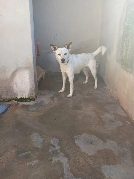 TOMMY  cagnolino di 1 anno e mezzo  taglia media | Foto 4