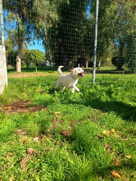 TOMMY  cagnolino di 1 anno e mezzo  taglia media | Foto 3