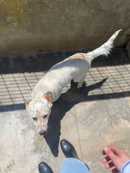 TOMMY  cagnolino di 1 anno e mezzo  taglia media | Foto 2