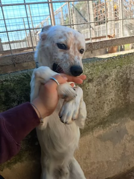 TOMMY  cagnolino di 1 anno e mezzo  taglia media | Foto 1