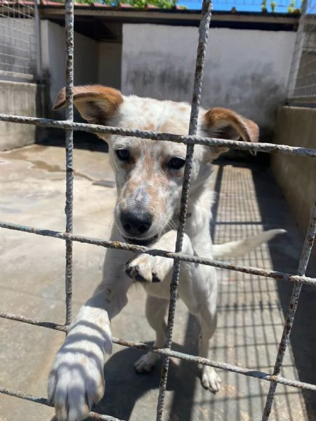 TOMMY  cagnolino di 1 anno e mezzo  taglia media