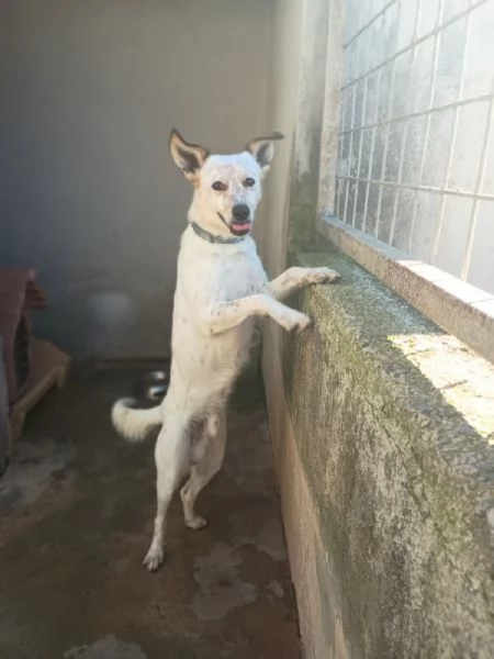 TOMMY  cagnolino di 1 anno e mezzo  taglia media | Foto 0