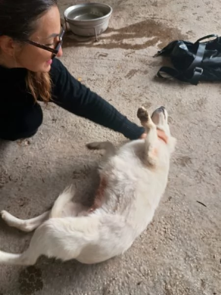 RUGIADA  cagnolina di 1 anno  taglia mediopiccola | Foto 4