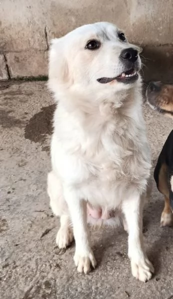 RUGIADA  cagnolina di 1 anno  taglia mediopiccola | Foto 3