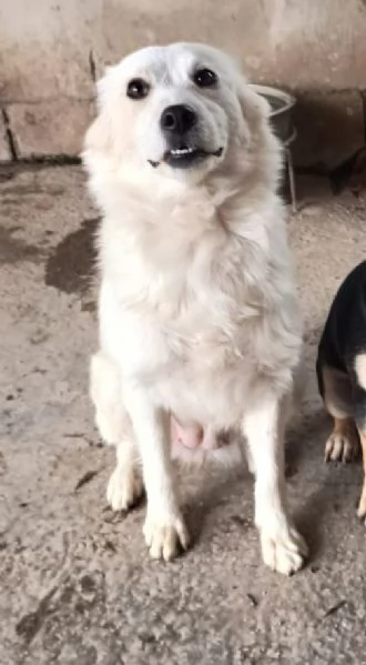 RUGIADA  cagnolina di 1 anno  taglia mediopiccola | Foto 2