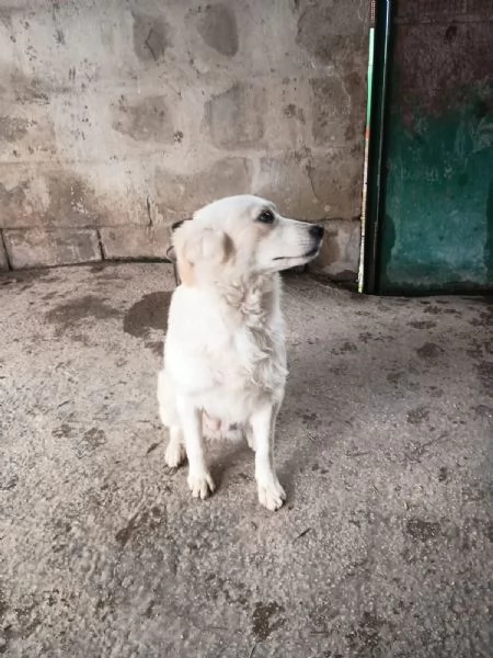 RUGIADA  cagnolina di 1 anno  taglia mediopiccola | Foto 1