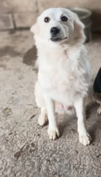 RUGIADA  cagnolina di 1 anno  taglia mediopiccola | Foto 0