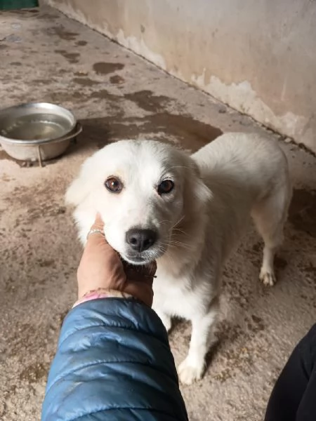 RUGIADA  cagnolina di 1 anno  taglia mediopiccola