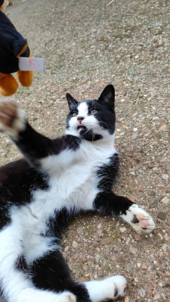 ODINO  gattino di 7 mesi | Foto 3