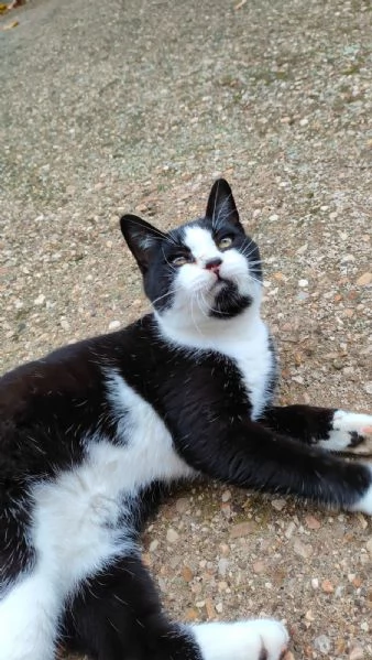 ODINO  gattino di 7 mesi