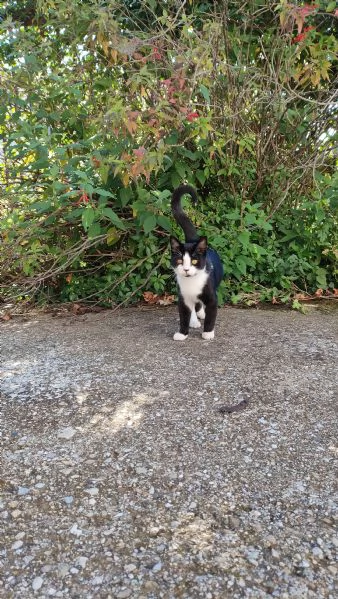 ODINO  gattino di 7 mesi | Foto 2