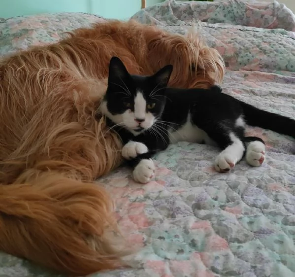 ODINO  gattino di 7 mesi | Foto 1