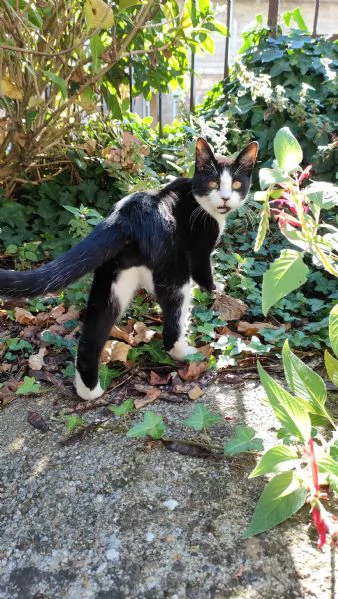 ODINO  gattino di 7 mesi | Foto 0