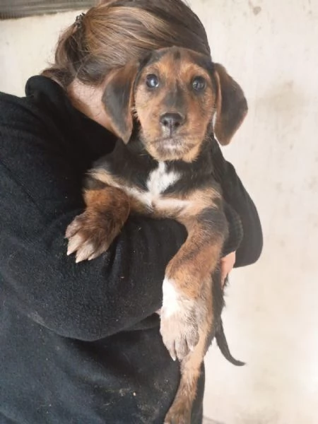 SAM  cucciolo di 3 mesi  taglia piccola | Foto 1