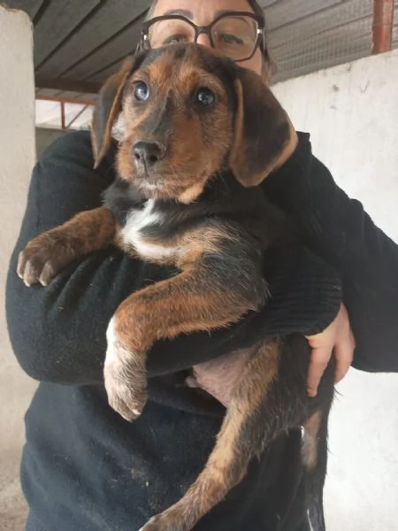 SAM  cucciolo di 3 mesi  taglia piccola | Foto 0