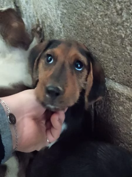 SAM  cucciolo di 3 mesi  taglia piccola