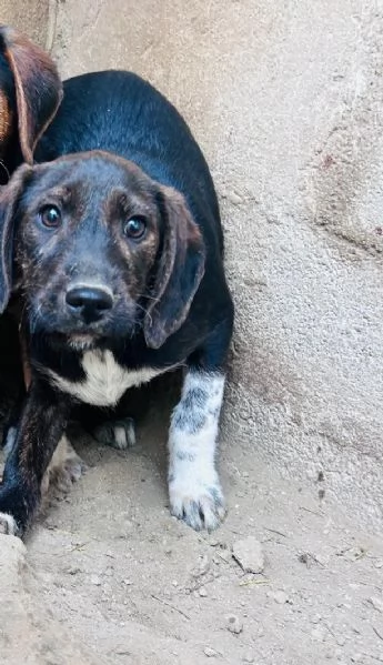 FRED  cucciolo di 4 mesi 13kg da adulto