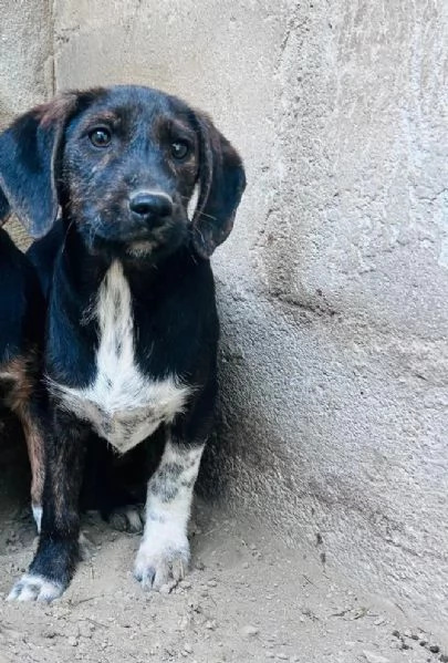 FRED  cucciolo di 4 mesi 13kg da adulto | Foto 0