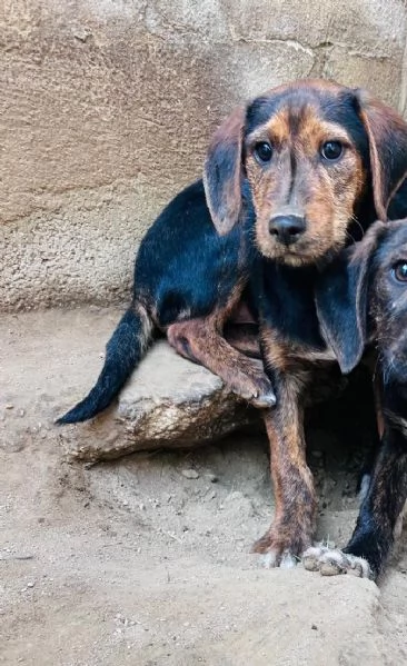 SAM  cucciolo di 4 mesi  taglia mediopiccola | Foto 1