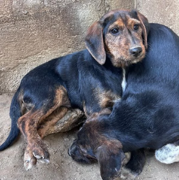 SAM  cucciolo di 4 mesi  taglia mediopiccola