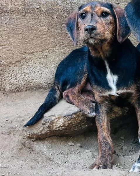 SAM  cucciolo di 4 mesi  taglia mediopiccola | Foto 0