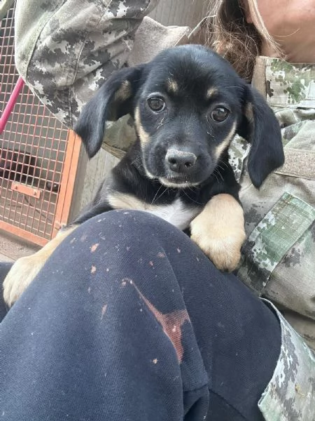 IRIS  cucciola di 4 mesi  taglia piccola | Foto 1