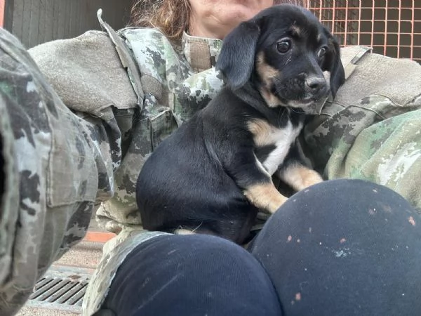 IRIS  cucciola di 4 mesi  taglia piccola | Foto 0